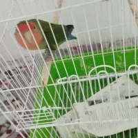 طوطی برزیلی