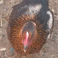 مرغ و خروس محلی|حیوانات مزرعه|قلعه گنج, |دیوار