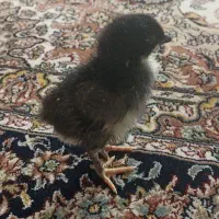 جوجه 7 روزه تا 1ماه استرالوپ