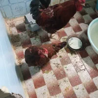 خروس ومرغ تخم گذار