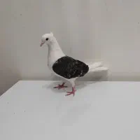 کبوتر دوکتی|پرنده|اندیمشک, |دیوار