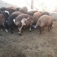 کاه