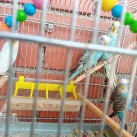 چهار عدد مرغ عشق جوجه خودم هستن سن شش ماه