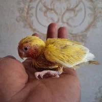 کوتوله سرلاکی