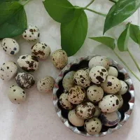 تخم بلدرچین خوراکی|خوردنی و آشامیدنی|اصفهان, بهارستان|دیوار