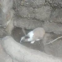 خرگوش نر زیبا معاوضه با خرگوش ماذه