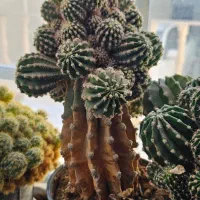 گل کاکتوس|گل و گیاه طبیعی|کاشمر, |دیوار