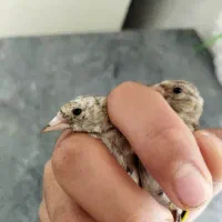 سهره نر .جوجه.سیره