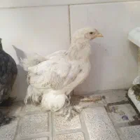 برهما کیفیت بالا