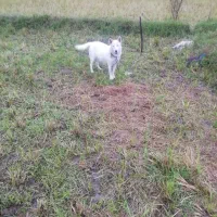 فروش‌سگ‌هاسکی‌دوره‌وتعلیم‌دیده|سگ|رحیم‌آباد, |دیوار