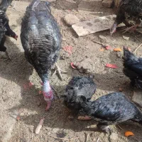 مرغ و بوقلمون|حیوانات مزرعه|رضویه, |دیوار