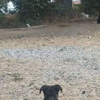 توله ژرمن شپردورک|سگ|اردبیل, |دیوار