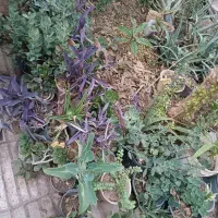 فروش ویژه گل وگیاه|گل و گیاه طبیعی|شیراز, شهرک پرواز|دیوار