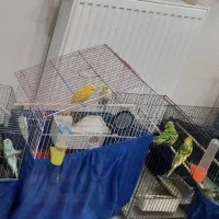 مرغ عشق همه باهم به فروش میرسد