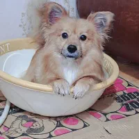 سگ پامر اشپیتز|سگ|اصفهان, ملکشهر|دیوار