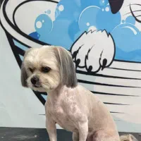 کوتاهی و شستشو انواع حیوانات خانگی|خدمات آرایشگری و زیبایی|فردیس, نسترن شرقی|دیوار