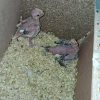 جوجه عروس اماده دستی کردن