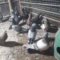 کفتر زاغ،سبز،سرخ