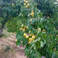 انجام هرس انواع درختان خانه باغ و ویلا