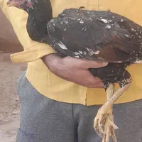 مرغ لاری|حیوانات مزرعه|نیشابور, مازول|دیوار