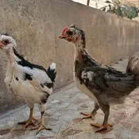 خروس گلین زیبا