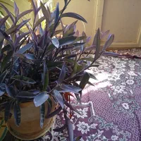 گل بادمجانی قیمت۵۰۰۰۰۰