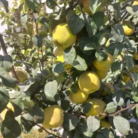 نه هزار متر باغ باسوله وتمام انشعابات رادارد|فروش دفتر صنعتی، کشاورزی، تجاری|قزوین, |دیوار