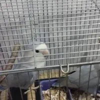 طوطی برزیلی