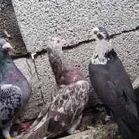 سلام دوستان 10تا کبوتر بشرت غریب ه هست