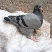 جوجه آلمانی