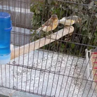 قناری نر و ماده|پرنده|اندیشه, اندیشه فاز ۱|دیوار