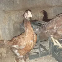 مرغ لاری اصل افغان|حیوانات مزرعه|تربت‌حیدریه, حسنی بالا|دیوار
