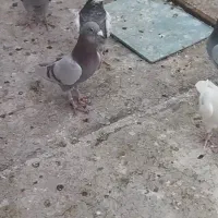 کبوتر|حراج|فسا, |دیوار