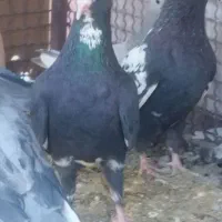 تعدادی کفتر قرقاطی|پرنده|زرند, |دیوار