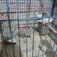 فنج|پرنده|قم, شاه ابراهیم|دیوار