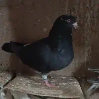 کبوتر پشت زاغ سار