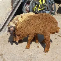 گوسفند نرو ماده