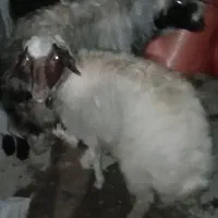 میش|حیوانات مزرعه|الیگودرز, |دیوار