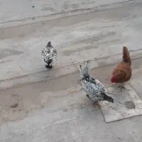 گلین وسیبرایت|حیوانات مزرعه|خان ببین, |دیوار