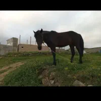 اسب|اسب و تجهیزات اسب‌سواری|آبش احمد, |دیوار