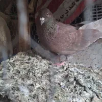 کبوتر