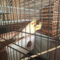 حیوان خانگی