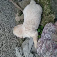 واگذاری توله تریر