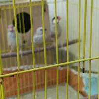 جفت فنچ نرگسی|پرنده|باوی, |دیوار