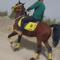 اسب نریان کرد اصیل پرخون|اسب و تجهیزات اسب‌سواری|کاشمر, |دیوار