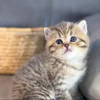 مجموعه بچه گربه های گلد|گربه|رشت, آزادگان|دیوار