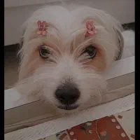 پتوله پیت بول و شیتزو