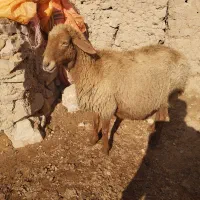 دوتا میش آبستن سنگین|حیوانات مزرعه|شیروان (خراسان), |دیوار