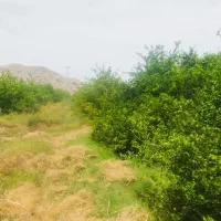 فروش ۵ هکتار|فروش دفتر صنعتی، کشاورزی، تجاری|سندرک, |دیوار