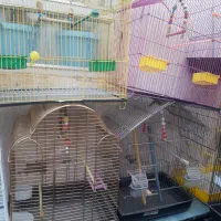 قفس های زینتی برای پرندگان زینتی|لوازم جانبی حیوانات|مرند, |دیوار